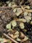 Ricciaceae, the Crystalwort family, Riccia beyrichiana