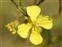 Yellow flowers, Raphanus raphanistrum