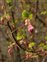 Saxifragales, Ribes sanguineum