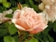 Pink flowers, Rose, Albertine