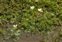 Inflorescence, Ranunculus peltatus