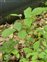 Leaf, Rubus saxatilis