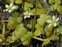 West Cork, Ranunculus omiophyllus