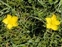 North Somerset, Ranunculus bulbosus