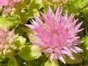 Sedum spurium
