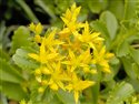 Sedum kamtschaticum