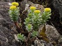 Sedum rosea