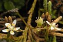 Saxifraga stellaris