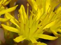 Sedum rupestre