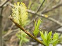 Salix viminalis