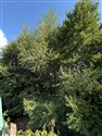Salix x meyeriana