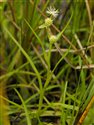Sparganium natans