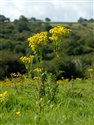Senecio jacobaea