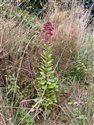 Sedum telephium