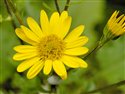 Senecio aquaticus