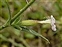 South Devon, Silene noctiflora