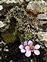 Large flower, Saxifraga oppositifolia