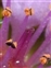 Pollen, Saxifraga oppositifolia