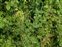 Denbighshire, Sison amomum