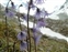 Wild plants of Europe, Soldanella alpina