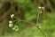 Wild-growing plants and fungi of the British Isles, Sanicula europaea