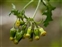 Taxonomic plant kingdom, Senecio vulgaris