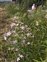 Plant, Saponaria officinalis