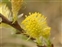 Yellow flowers, Salix repens
