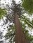 Thrum, Sequoiadendron giganteum