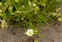 White flowers, Spergularia media