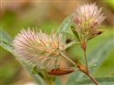 Trifolium arvense