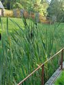 Typha latifolia