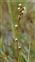 The Arrowgrass family, Juncaginaceae, Triglochin palustris