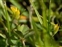 Caernarvonshire, Trifolium micranthum
