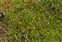 Plant, Trifolium dubium
