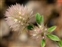The Pea family, Fabaceae, Trifolium arvense
