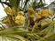 Arecales, Trachycarpus fortunei