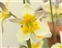 The Lily family, Liliaceae, Tulipa turkestanica