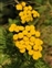 Yellow flowers, Tanacetum vulgare