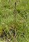 Inflorescence, Triglochin palustris