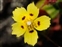 Flower, Tuberaria guttata