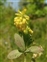Taxonomic plant kingdom, Trifolium aureum