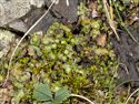 Unknown Liverwort