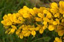Ulex europaeus