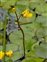 Yellow flowers, Utricularia vulgaris