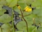The Bladderwort family, Lentibulariaceae, Utricularia vulgaris