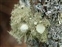Fungi and Lichens, Usnea florida