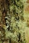 Parmeliaceae, the Beard Lichens family, Usnea fragilescens
