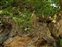 Pembrokeshire, Umbilicus rupestris