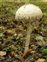 Agaricaceae, Unknown fungus